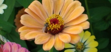 A bee and a flower